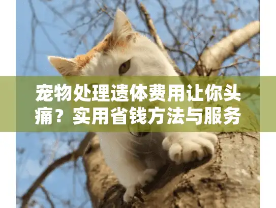 宠物处理遗体费用让你头痛？实用省钱方法与服务选择指南