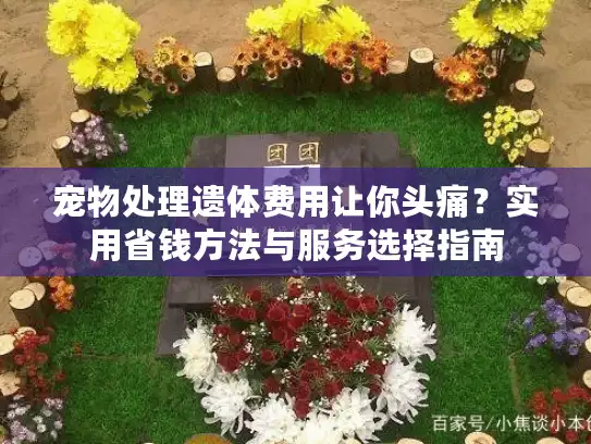 宠物处理遗体费用让你头痛？实用省钱方法与服务选择指南