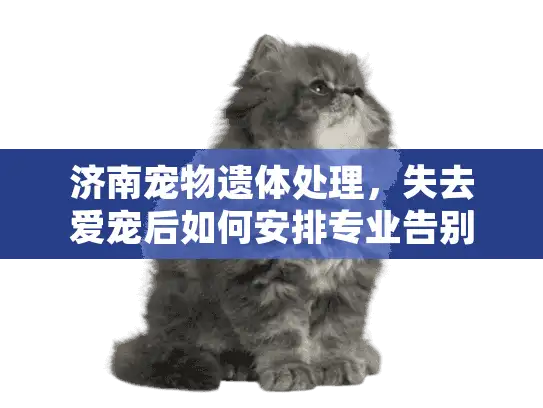 济南宠物遗体处理，失去爱宠后如何安排专业告别服务