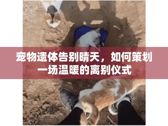 宠物遗体告别晴天，如何策划一场温暖的离别仪式