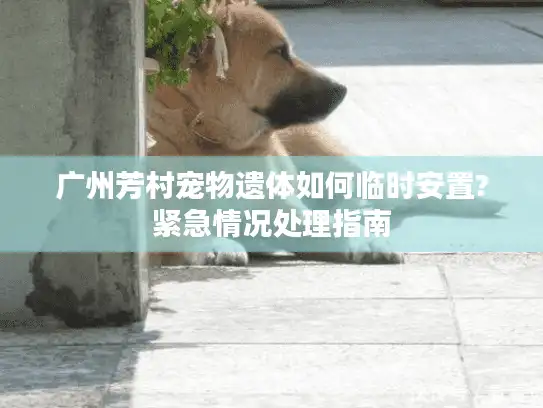 广州芳村宠物遗体如何临时安置?紧急情况处理指南