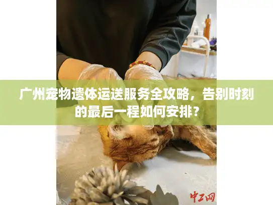 广州宠物遗体运送服务全攻略，告别时刻的最后一程如何安排？