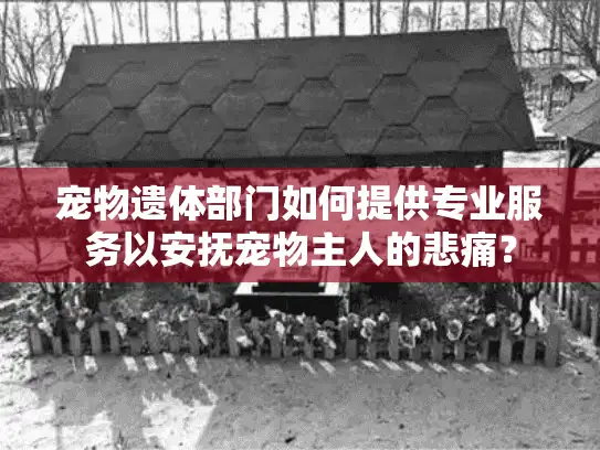 宠物遗体部门如何提供专业服务以安抚宠物主人的悲痛？