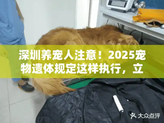 深圳养宠人注意！2025宠物遗体规定这样执行，立即了解