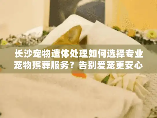长沙宠物遗体处理如何选择专业宠物殡葬服务？告别爱宠更安心