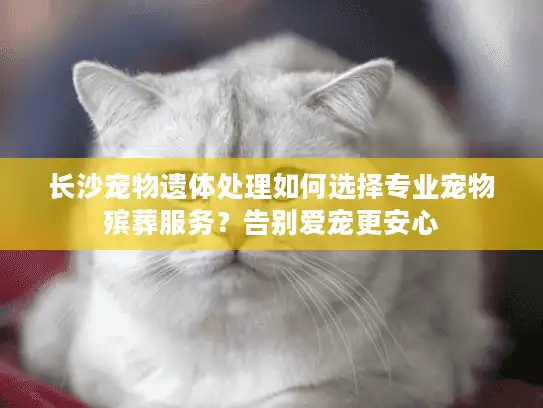 长沙宠物遗体处理如何选择专业宠物殡葬服务？告别爱宠更安心