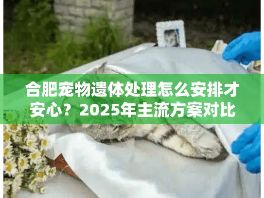 合肥宠物遗体处理怎么安排才安心？2025年主流方案对比指南