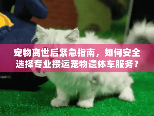 宠物离世后紧急指南，如何安全选择专业接运宠物遗体车服务？