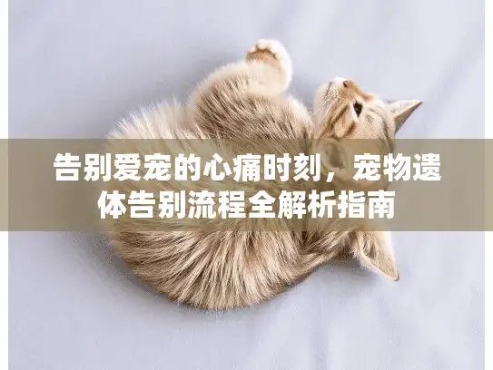 告别爱宠的心痛时刻，宠物遗体告别流程全解析指南