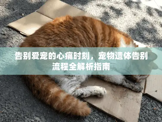 告别爱宠的心痛时刻，宠物遗体告别流程全解析指南