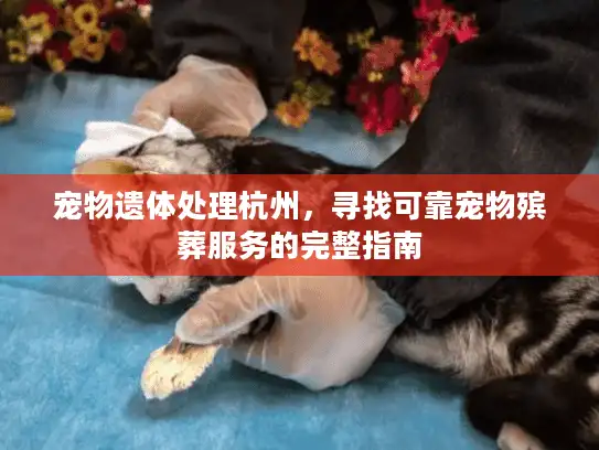 宠物遗体处理杭州，寻找可靠宠物殡葬服务的完整指南