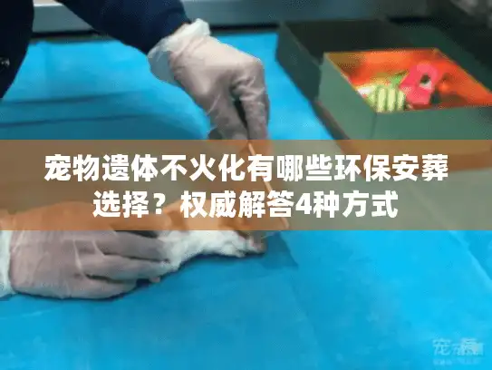 宠物遗体不火化有哪些环保安葬选择？权威解答4种方式