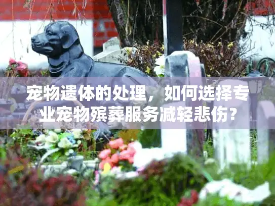 宠物遗体的处理，如何选择专业宠物殡葬服务减轻悲伤？