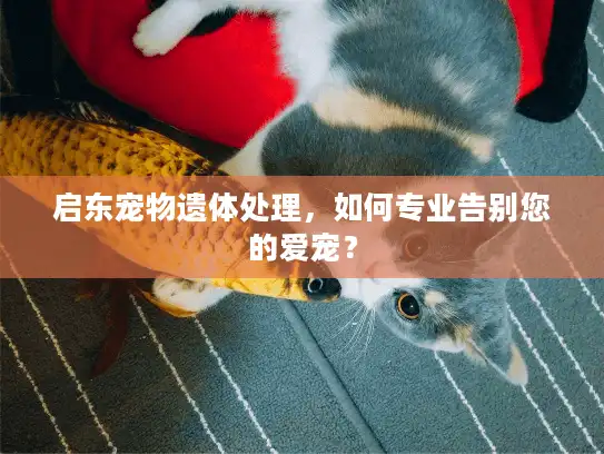 启东宠物遗体处理，如何专业告别您的爱宠？