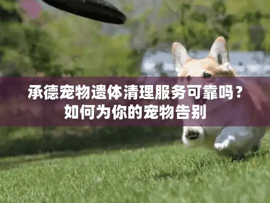 承德宠物遗体清理服务可靠吗？如何为你的宠物告别