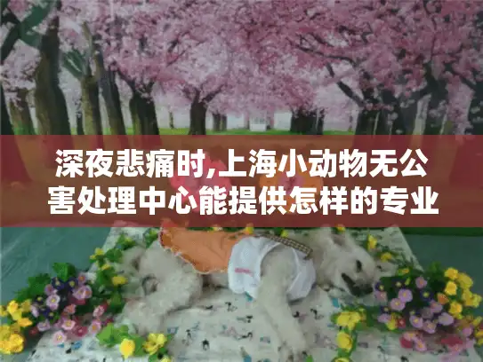 深夜悲痛时,上海小动物无公害处理中心能提供怎样的专业告别服务?