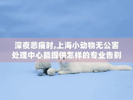 深夜悲痛时,上海小动物无公害处理中心能提供怎样的专业告别服务?