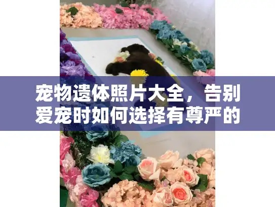 宠物遗体照片大全，告别爱宠时如何选择有尊严的纪念方式？
