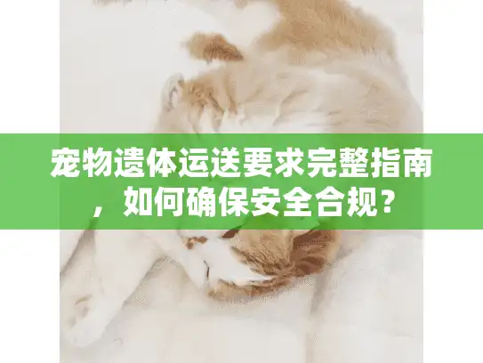 宠物遗体运送要求完整指南，如何确保安全合规？