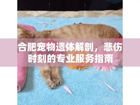 合肥宠物遗体解剖，悲伤时刻的专业服务指南
