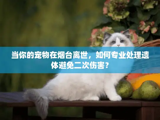 当你的宠物在烟台离世，如何专业处理遗体避免二次伤害？