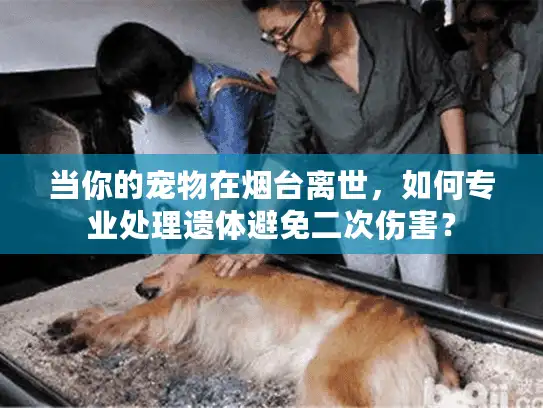 当你的宠物在烟台离世，如何专业处理遗体避免二次伤害？