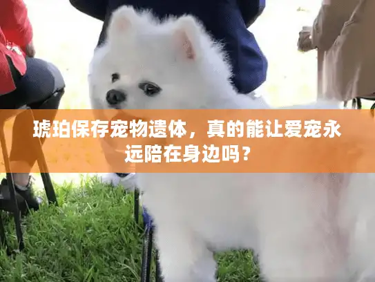 琥珀保存宠物遗体，真的能让爱宠永远陪在身边吗？