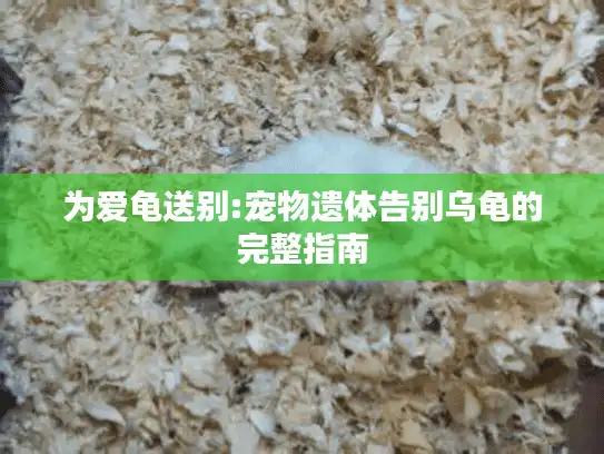 为爱龟送别:宠物遗体告别乌龟的完整指南