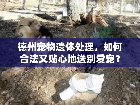 德州宠物遗体处理，如何合法又贴心地送别爱宠？