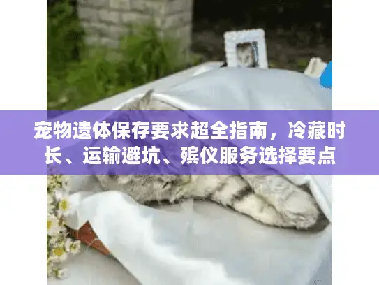 宠物遗体保存要求超全指南，冷藏时长、运输避坑、殡仪服务选择要点