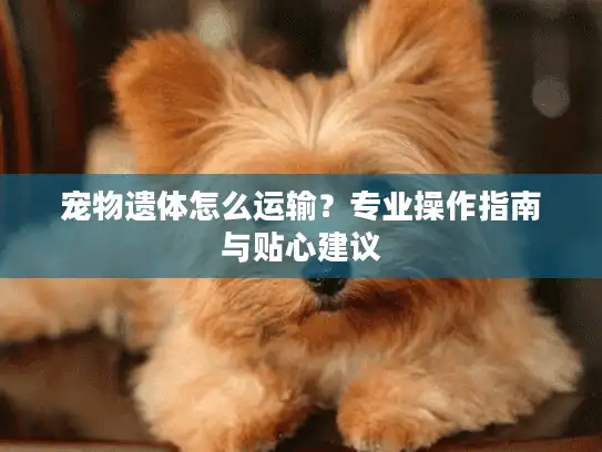宠物遗体怎么运输？专业操作指南与贴心建议