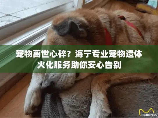 宠物离世心碎？海宁专业宠物遗体火化服务助你安心告别