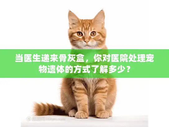 当医生递来骨灰盒，你对医院处理宠物遗体的方式了解多少？
