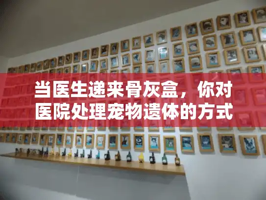 当医生递来骨灰盒，你对医院处理宠物遗体的方式了解多少？