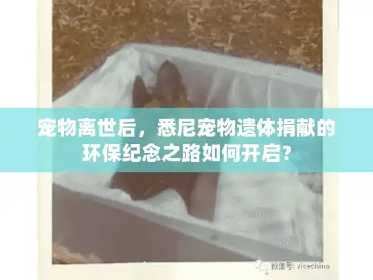 宠物离世后，悉尼宠物遗体捐献的环保纪念之路如何开启？