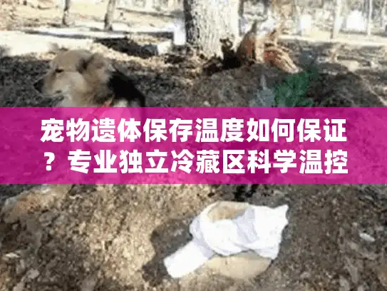 宠物遗体保存温度如何保证？专业独立冷藏区科学温控的真相解析