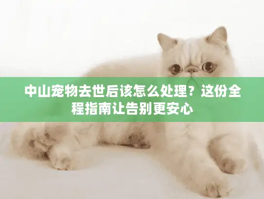 中山宠物去世后该怎么处理？这份全程指南让告别更安心