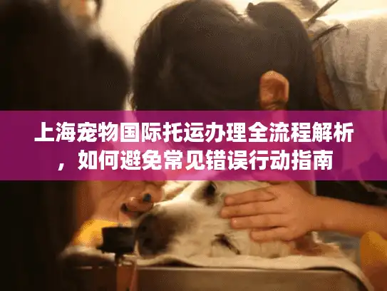 上海宠物国际托运办理全流程解析，如何避免常见错误行动指南