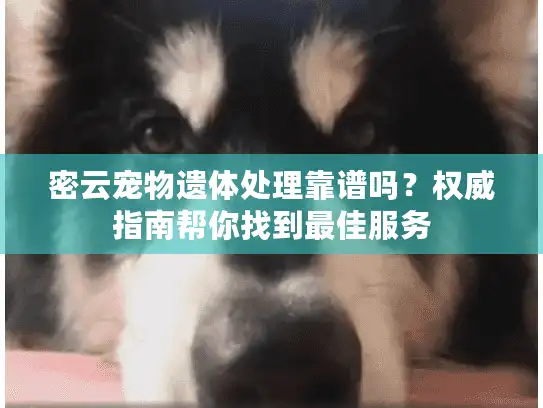 密云宠物遗体处理靠谱吗？权威指南帮你找到最佳服务