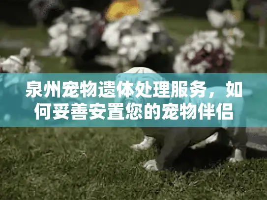 泉州宠物遗体处理服务，如何妥善安置您的宠物伴侣？