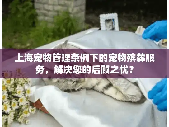上海宠物管理条例下的宠物殡葬服务，解决您的后顾之忧？