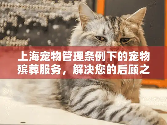 上海宠物管理条例下的宠物殡葬服务，解决您的后顾之忧？