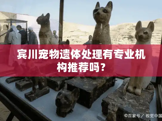 宾川宠物遗体处理有专业机构推荐吗？