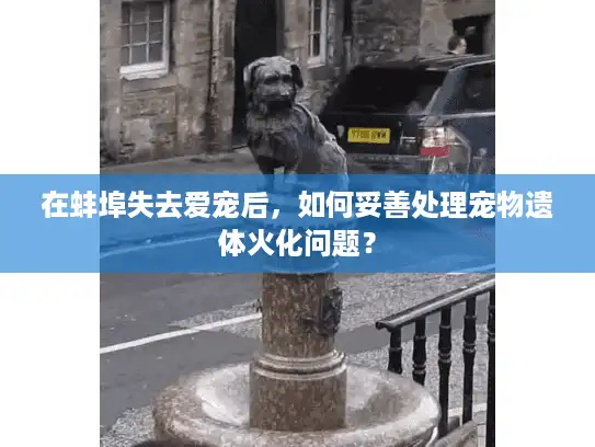 在蚌埠失去爱宠后，如何妥善处理宠物遗体火化问题？