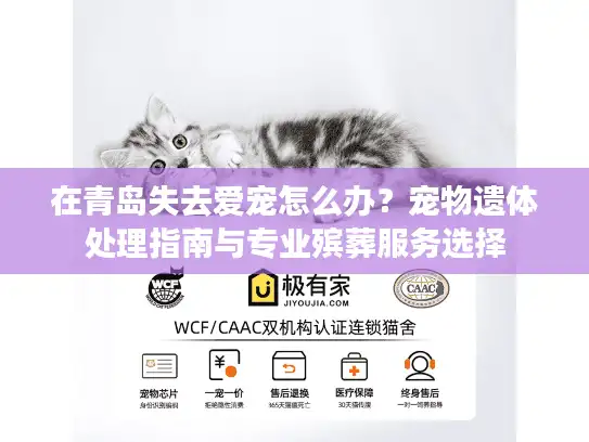 在青岛失去爱宠怎么办？宠物遗体处理指南与专业殡葬服务选择