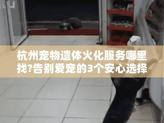 杭州宠物遗体火化服务哪里找?告别爱宠的3个安心选择