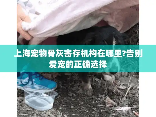 上海宠物骨灰寄存机构在哪里?告别爱宠的正确选择