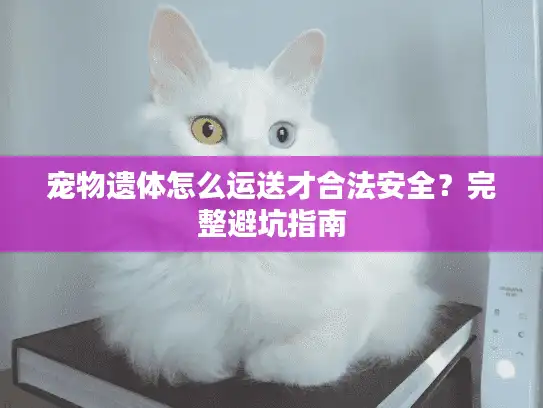 宠物遗体怎么运送才合法安全？完整避坑指南