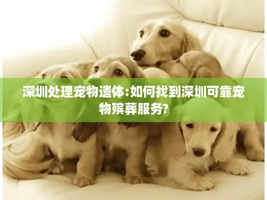 深圳处理宠物遗体:如何找到深圳可靠宠物殡葬服务?