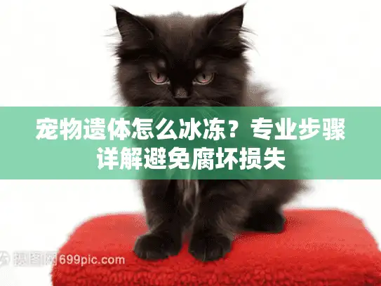 宠物遗体怎么冰冻？专业步骤详解避免腐坏损失